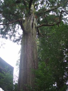 樹齢１２００年？の大杉。パワーがすごい。